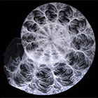 Fossil Ammonite