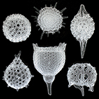 Radiolarians