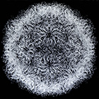 Rhinovirus