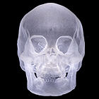 Human Skull 